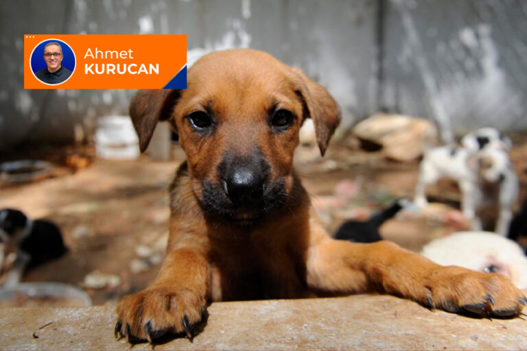 Köpeklerin öldürülmesi; din ne diyor?