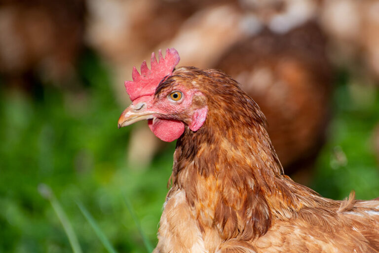 Kuş gribi alarmı: Eskişehir’de 5 mahalle karantinada!