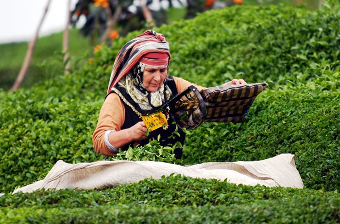 Yaş çay alım fiyatı belli oldu; maliyeti daha fazla!