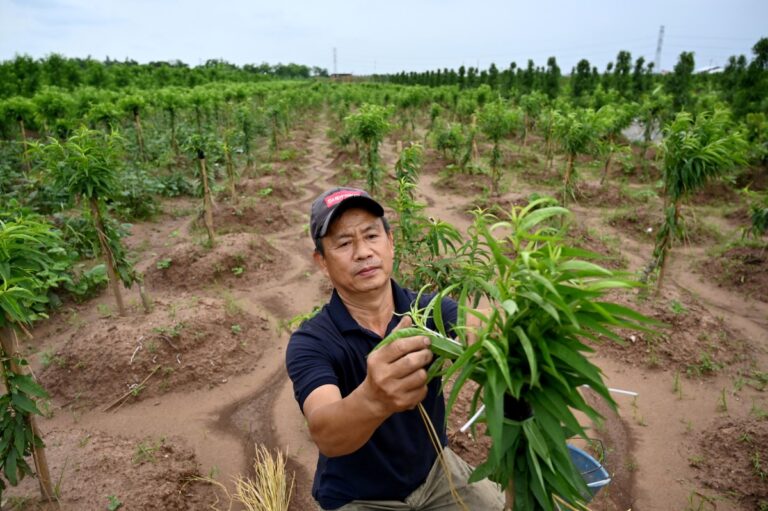 Vietnam’dan ABD ile 2 milyar dolarlık tarım anlaşması