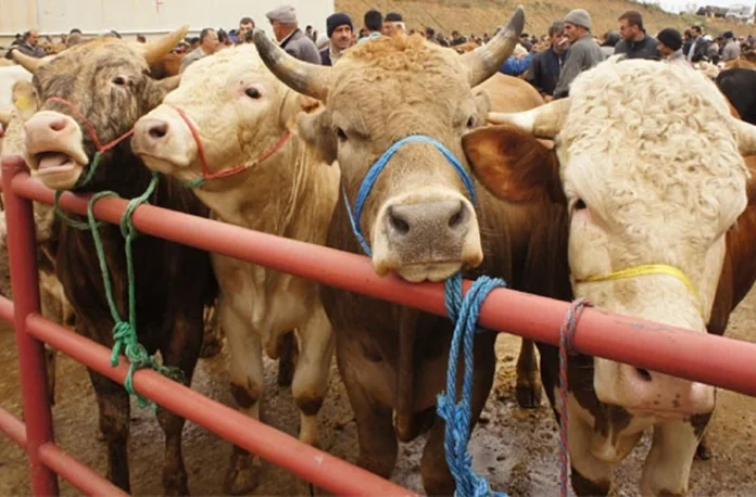 hayvan-pazari-112233