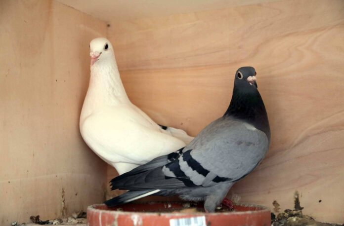 guversin-sevgisi-1099