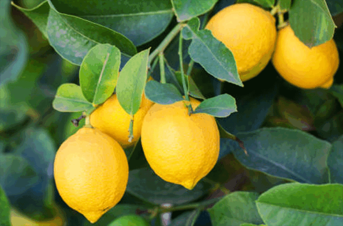 limon-fiyatı