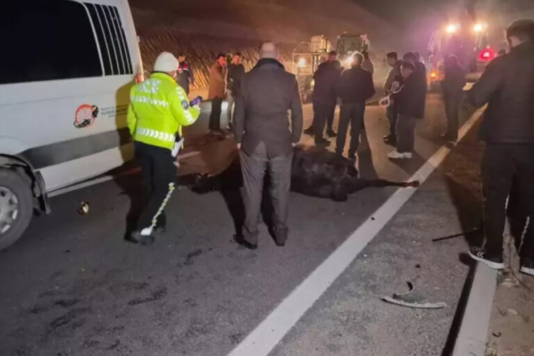 Malatya’da milyonluk yarış tayları çiftlikten kaçtı: 8’i telef oldu 2’si yaralandı