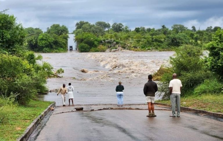 Sel vahşi yaşamı vurdu: Timsahlar sokaklarda, aslanlar sele kapıldı