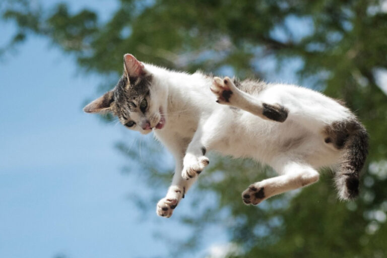 Başına kedi düşen hasta dava açtı: Hastane 50 bin lira tazminat ödeyecek