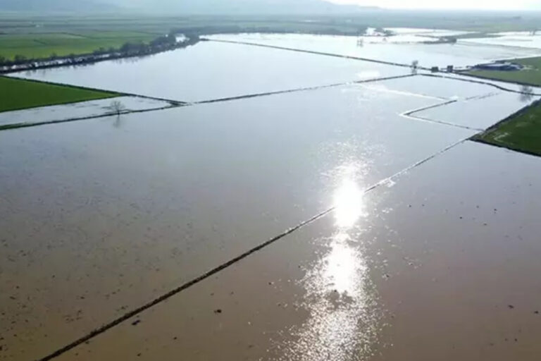 Menderes Nehri taştı: Aydın’da 2 bin dönümlük arazi sular altında kaldı