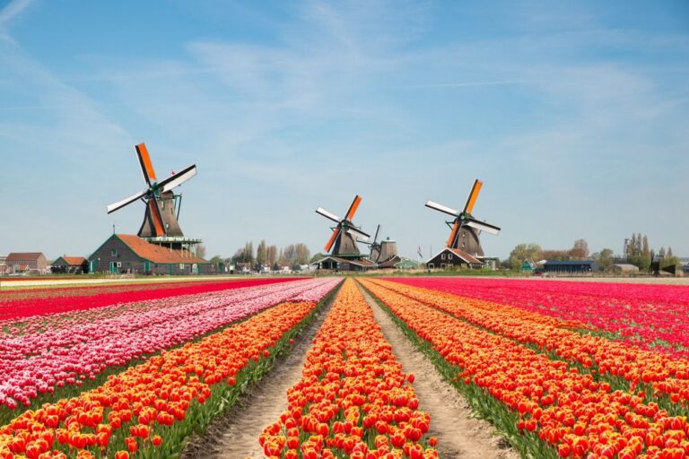 Lale tarlalarının kalbi yeniden atıyor; Keukenhof açıldı