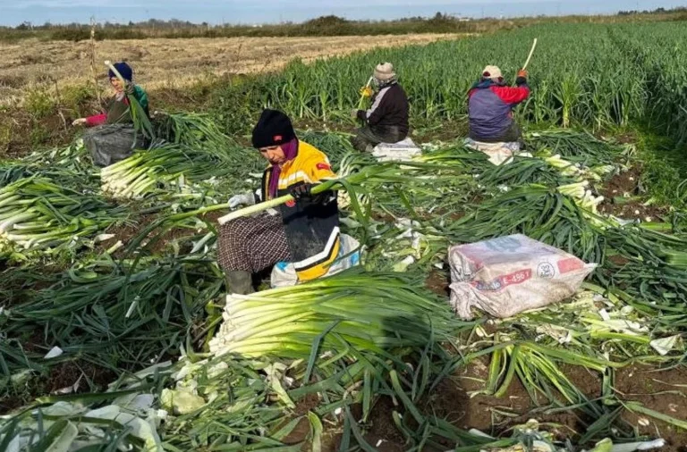 Tarlada kriz büyüyor; çiftçi perişan… | İNCELEME