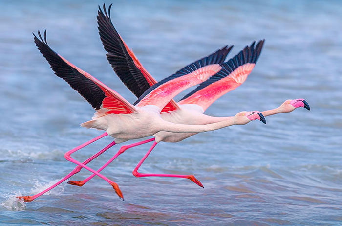 Yağışlar ekosistemi canlandırdı: Flamingolar yeniden Tuzla Palas’ta