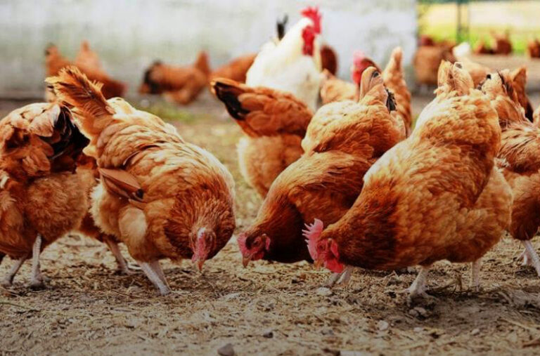 Bir geri adım daha; ‘Beyaz et’ operasyonunda 6 şirketin daha kayyım kararı kaldırıldı