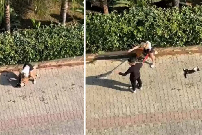 adana-pitbull-kedi-öldürme